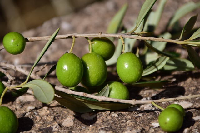 olive, ramo l'olivo