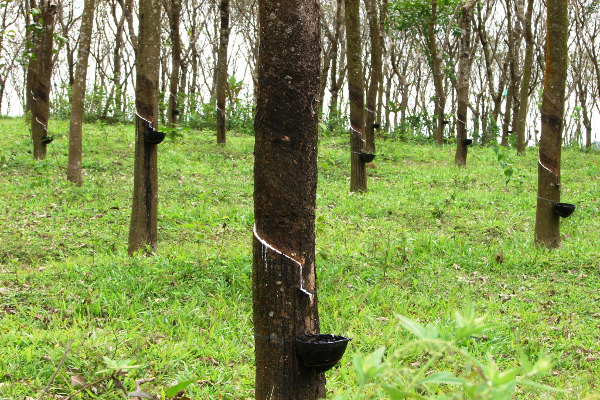 albero da gomma