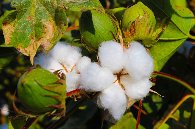fiore cotone