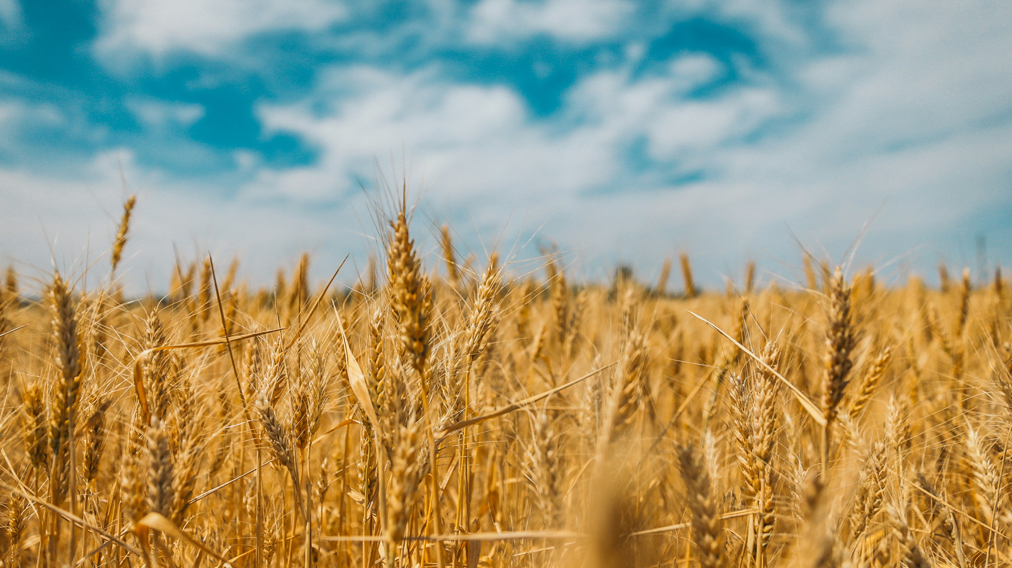 wheat field (source: Polina Rytova, Unsplash)