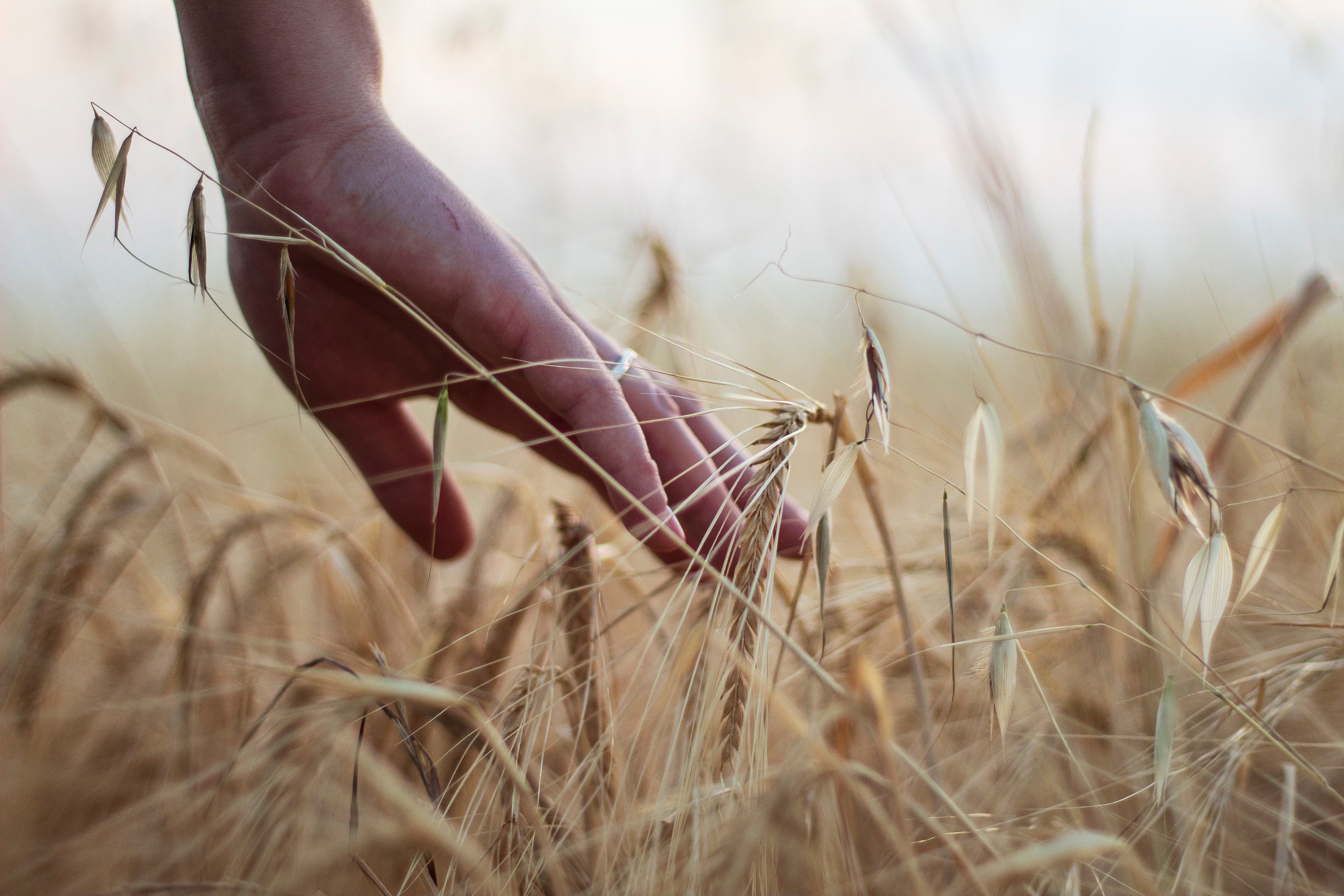 mano in un campo di grano