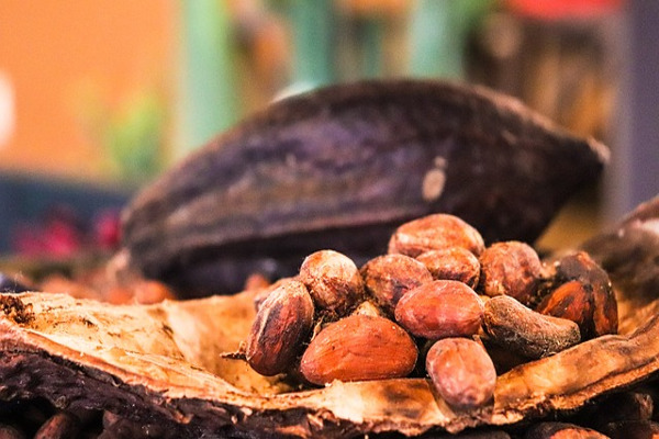 fave di cacao